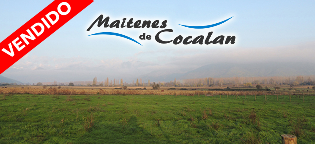 Maitenes Vendidos